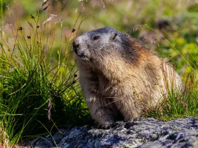 Alpenmurmeltier (Marmota marmota)