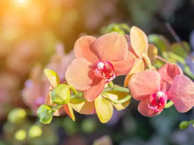 Orchid flower in orchid garden at winter or spring day for postcard beauty and agriculture design. Phalaenopsis Orchidaceae.