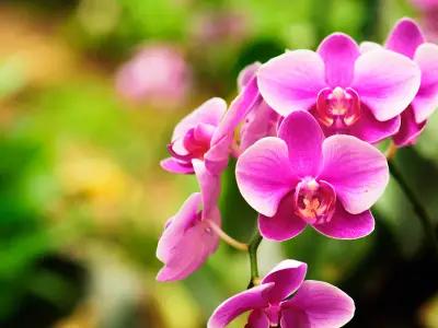 beautiful orchid flower blooming at rainy season