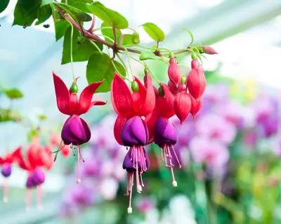 beautiful fuchsia flowers in garden