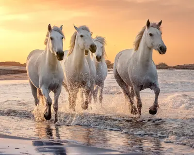 White horses are galoping in the water  all over the sea in Camargue, France.