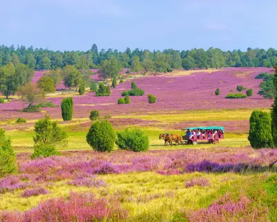 Lüneburger Heide im Herbst bei Wilsede - landscape Lueneburg Heath in autumn near Wilsede
