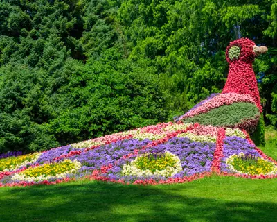 Peacock made of flowers on the island of flowers Mainau on Lake Constance, Germany