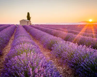 Lavendefelder