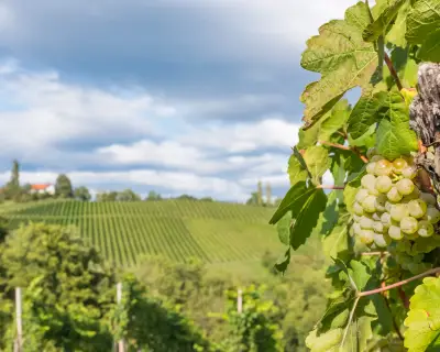 Ripe juicy green grapes for white vine in vineyard on south Styrian vine route in Austria