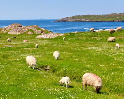 Sheeps and lambs  on the grass fields in Ring of Kerry .Ireland