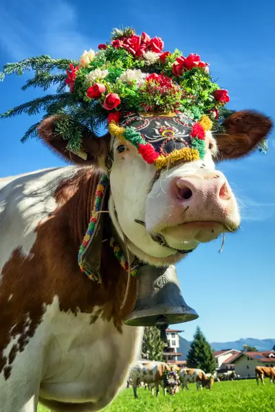 cows at a almabtrieb in pertisau - austria
