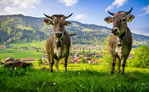 Das Balderschwanger Hochtal & Oberstaufen