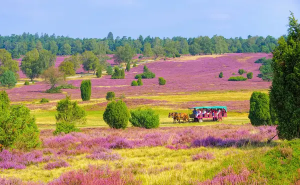 Die Lüneburger Heide