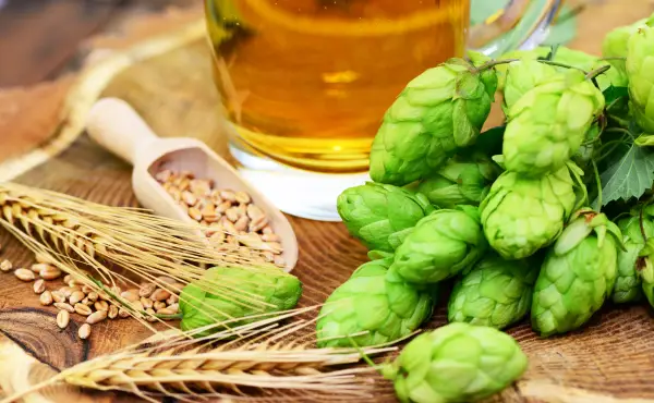 Hopfenerlebnis in der Hallertau
