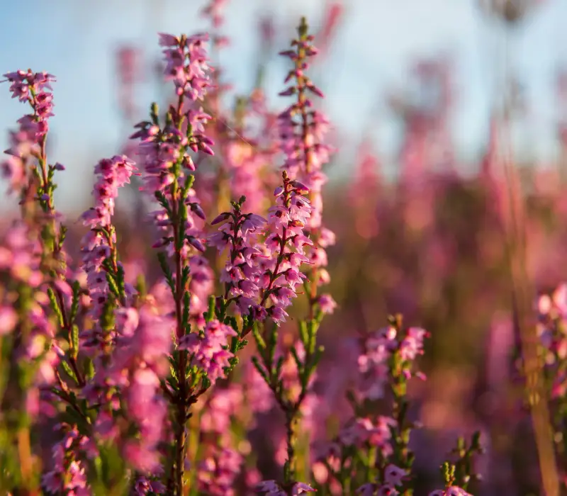 Heideblüte im Findlingspark Nochten