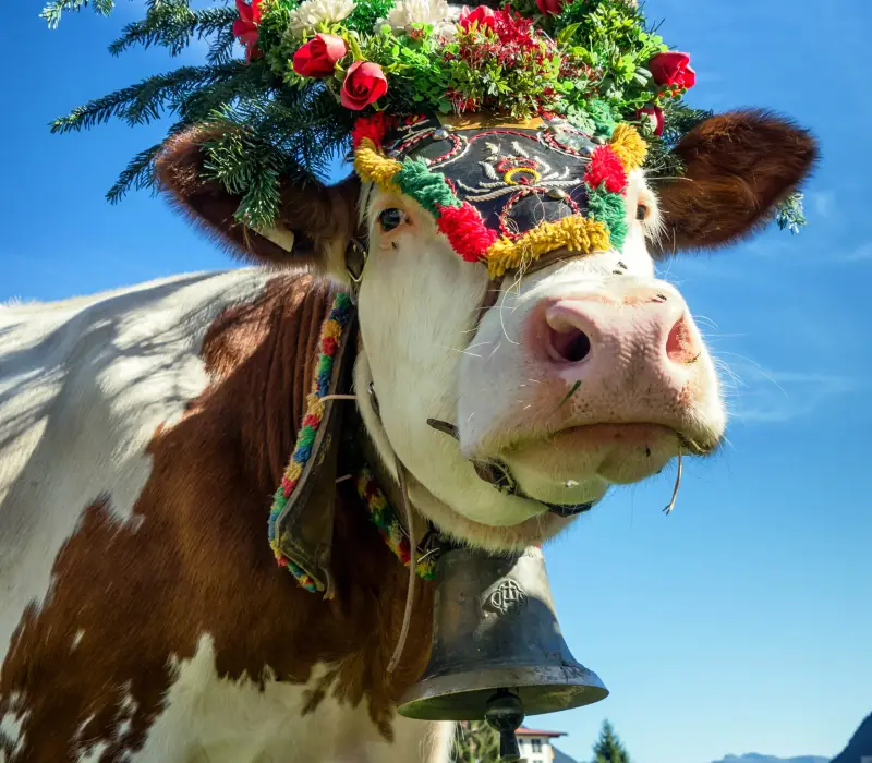 Almabtrieb & Meransner Bauernfest